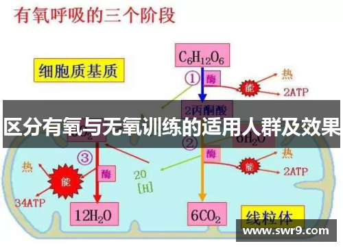 区分有氧与无氧训练的适用人群及效果
